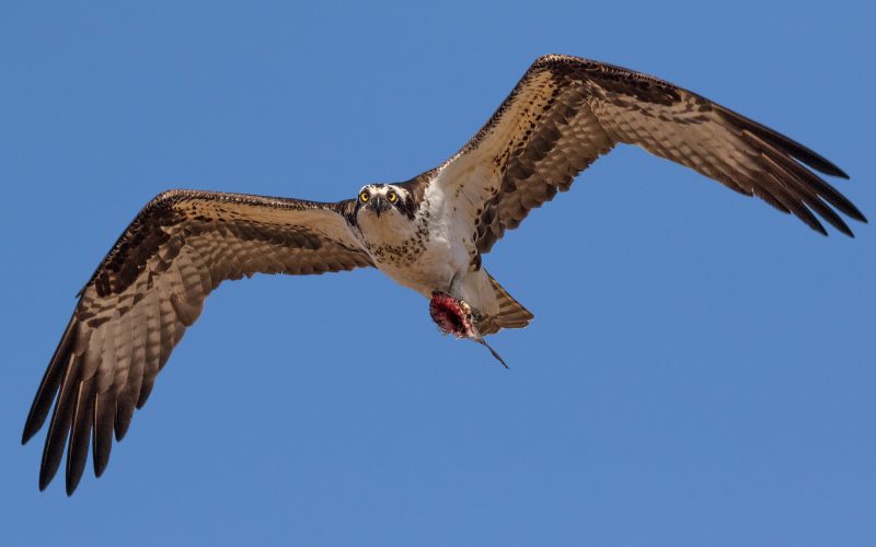 Medidas de protección del águila pescadora en la costa occidental de Córcega